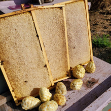 Load image into Gallery viewer, Noni Blossom Honey from  Oahu, Hawaii
