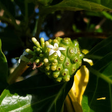 Load image into Gallery viewer, Noni Blossom Honey from  Oahu, Hawaii
