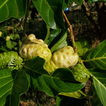 Load image into Gallery viewer, Noni Blossom Honey from  Oahu, Hawaii
